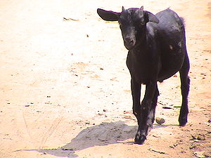 300px-Black_Bengal_Goat_00812.JPG