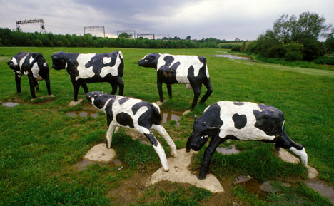 concretecows_468x289.jpg