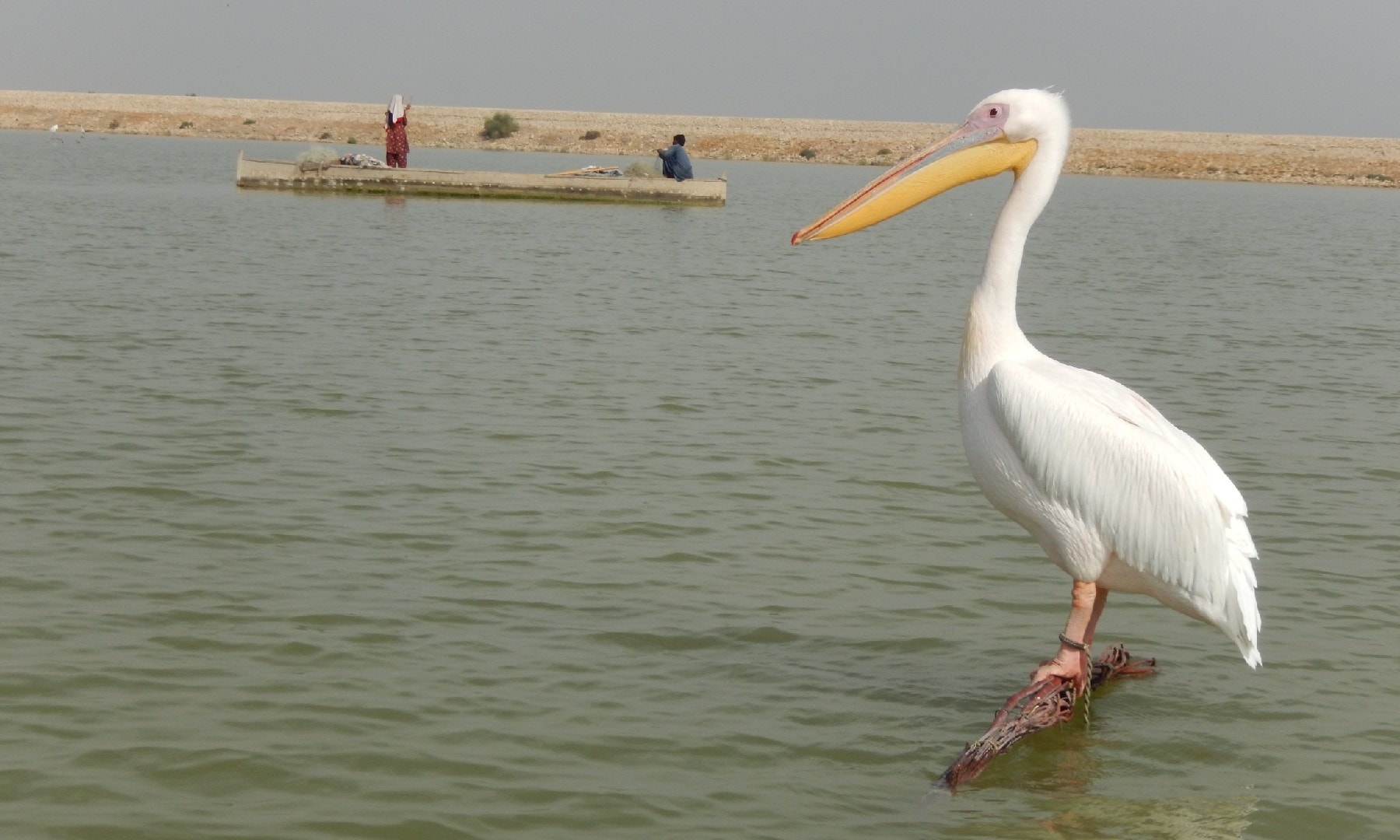 Why were the birds sitting so carelessly on the lake?