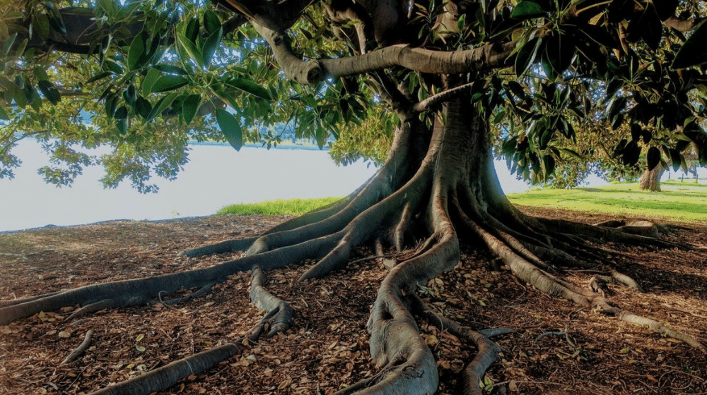 Banyan-Tree.png