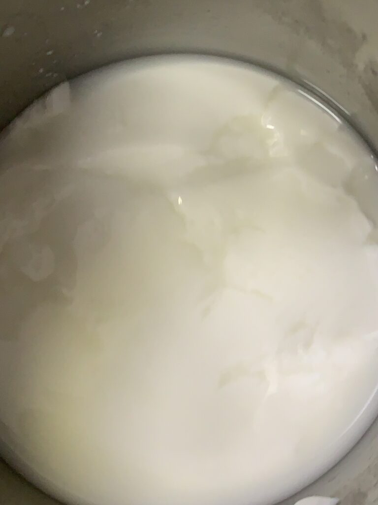 The curd made of Bactrian camel milk in Mongolia