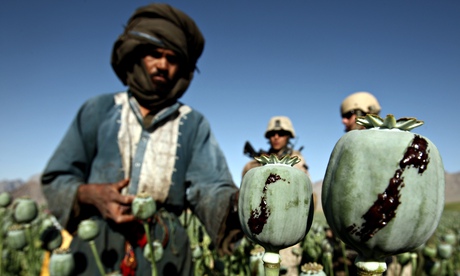 An-Afghan-man-harvests-op-009.jpg