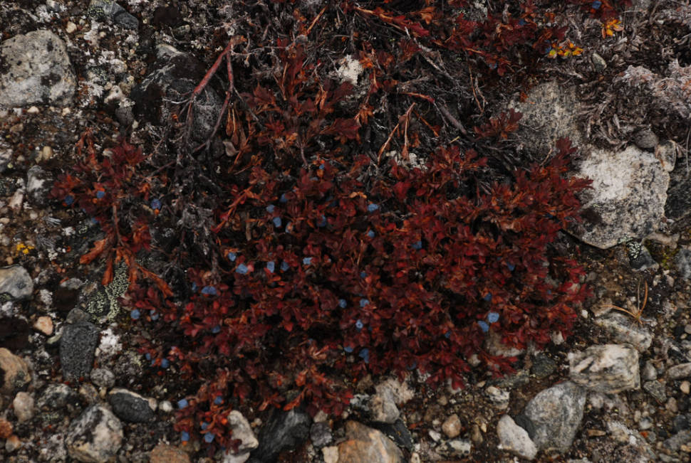 greenland_wild-berry-season_ktdswsoujofo6pgzcwnk_w970.jpg