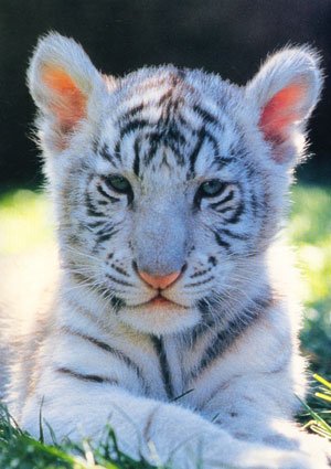 white-bengal-tiger-cub-c11769353.jpeg