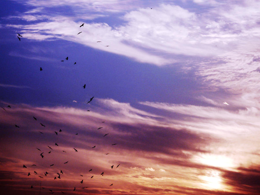 sunet_birds_clouds_by_moinqureshi-d37ownk.jpg