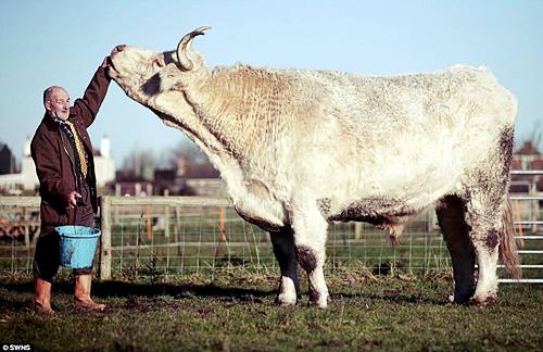 largest-bull-02.jpg