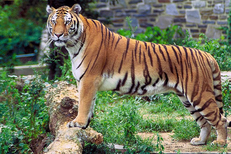 Tiger%2Bin%2Bthe%2BSundarban.jpg