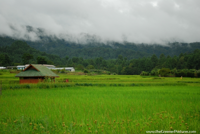 ziro-valley-green-rice-fields-arunachal-pradesh.jpg