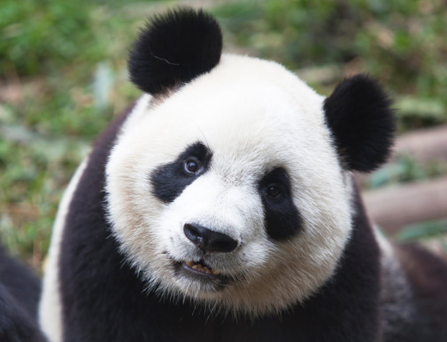 Cute-Panda-Bears-animals-34916401-1455-1114.jpg