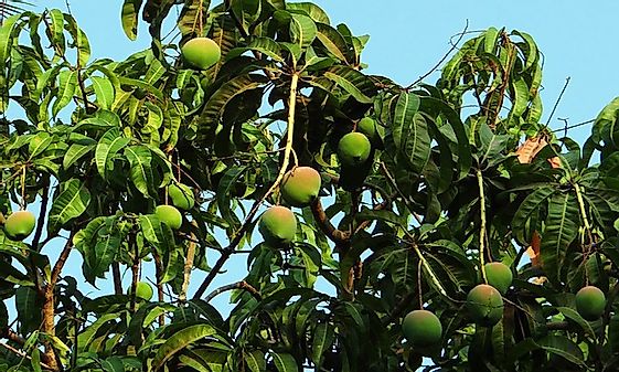 mango-tree-321075-640.jpg