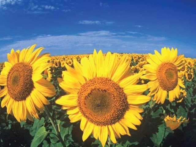 1613182-SunflowerPhotoFIle-1516429799-482-640x480.jpg