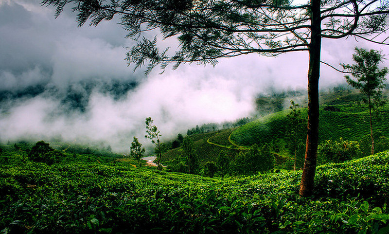 munnar-kerala-photos.jpg