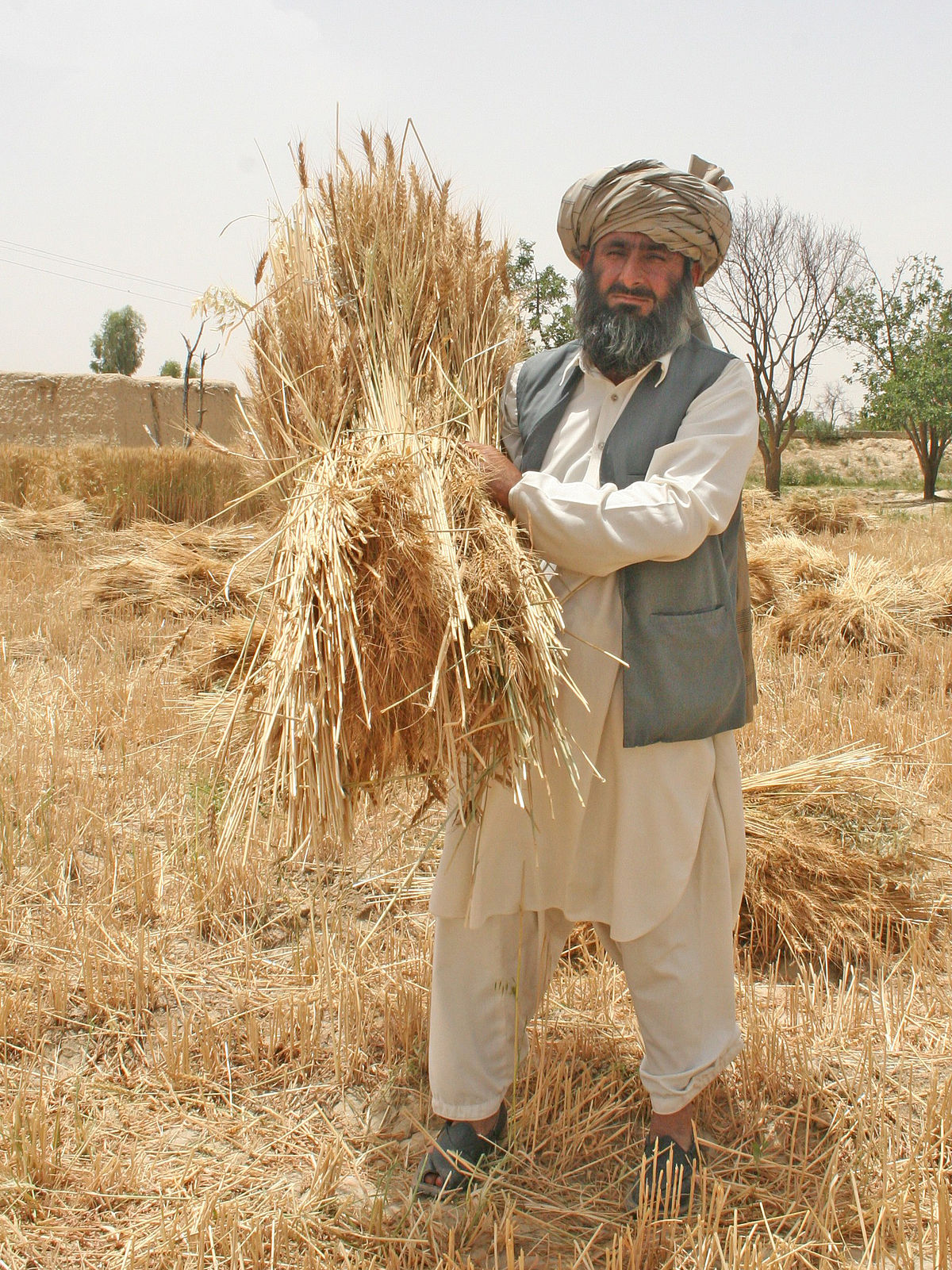 1200px-Farmer_in_Pakistan.jpg