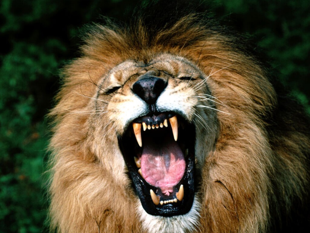 lion-roaring-african-lion.jpg