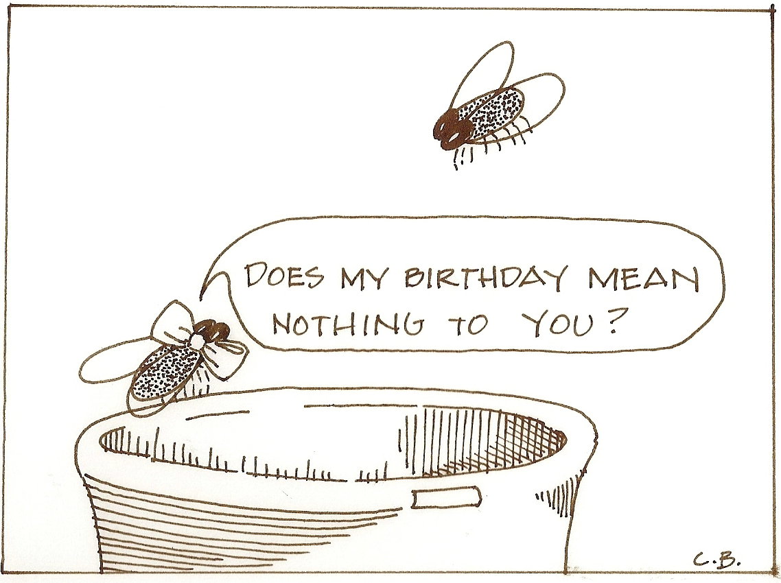 birthday-flies-cartoon1.jpg