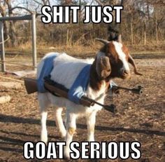 435d24804ec961de3318570fd6d1c511--great-memes-baby-goats.jpg