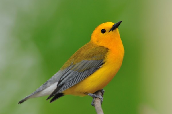 Prothonary-Warbler-naathas.jpg
