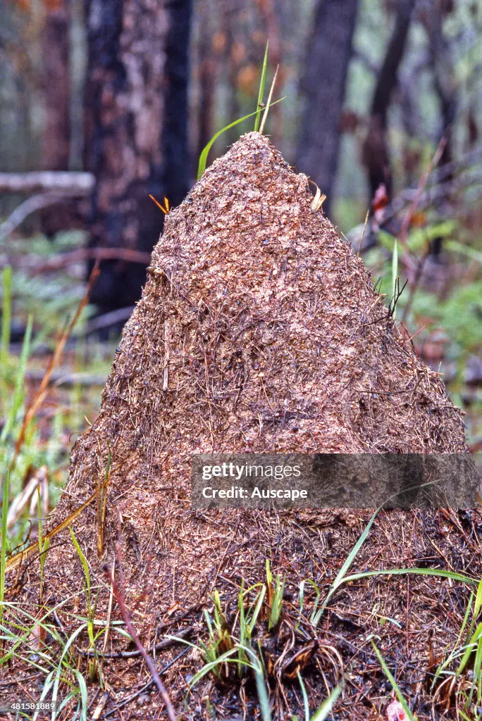 bulldog-ants-myrmecia-sp-mound-above-nest-of-a-tropical-species-probably-constructed-as-a.webp