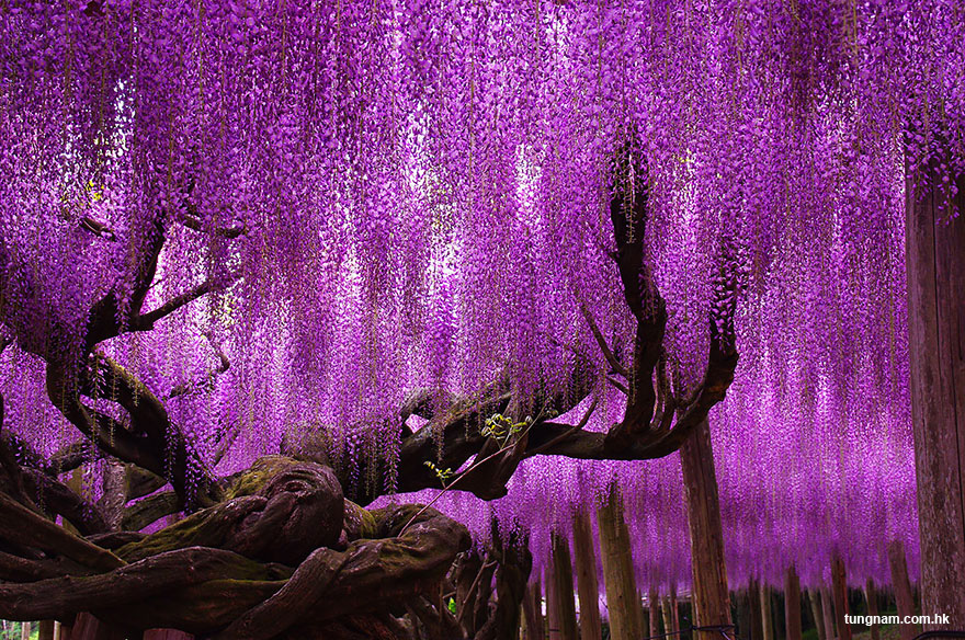 oldest-wisteria-tree-ashika.jpg