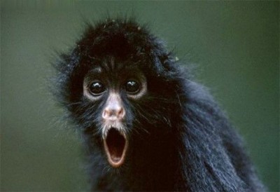 surprised-monkey-400x274.jpg