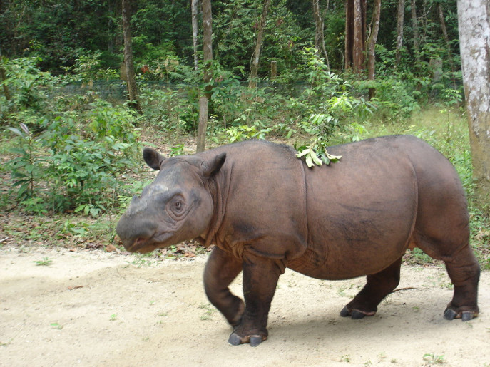 Sumatran Rhinoceros. Photo: Collected