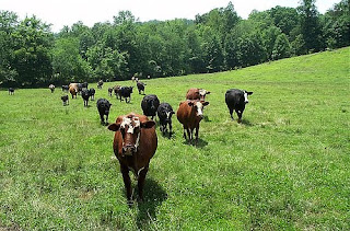 cattle+grazing.jpg