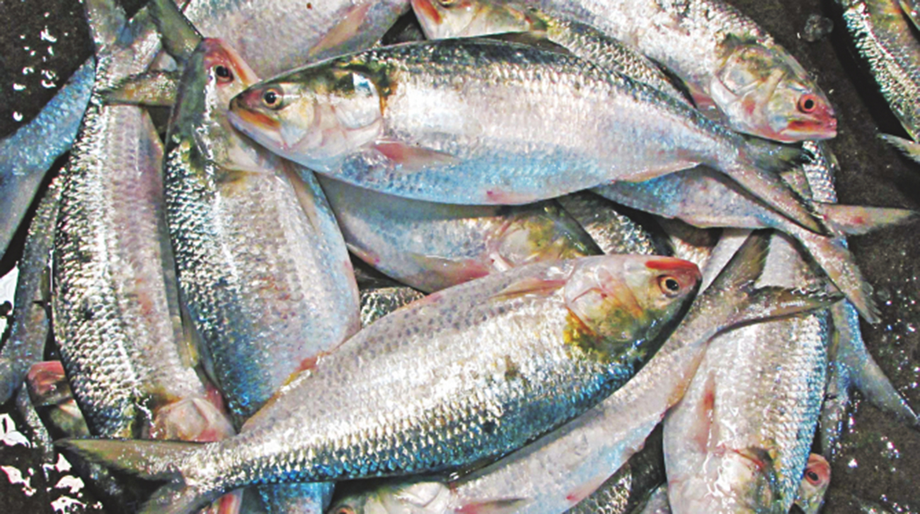 hilsa-fish.jpg