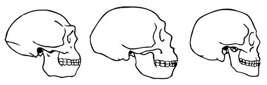 homo%20skulls.jpg