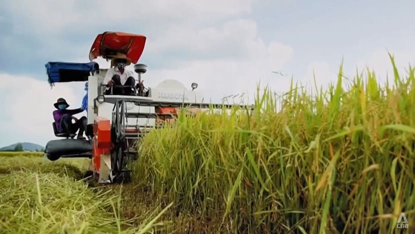 Vietnam rushes to grow more rice as demand soars following India’s export ban