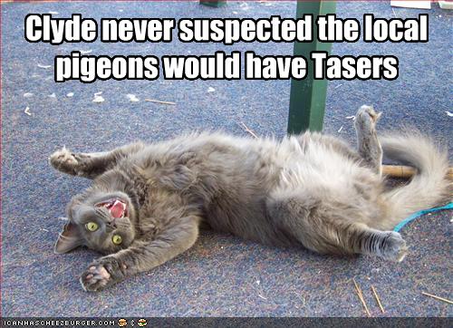 funny-pictures-local-pigeons-have-tasers.jpg