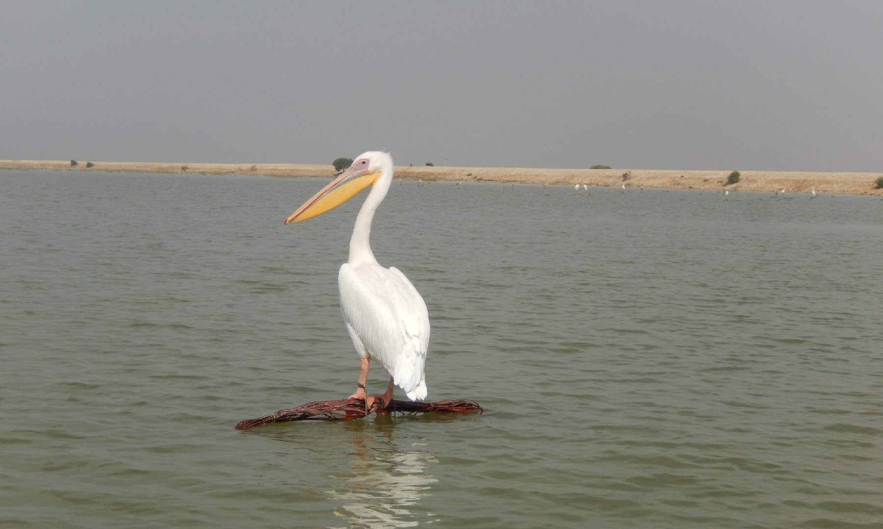 All the birds seen on the surface of the lake were tied up; Abu Bakr Sheikh