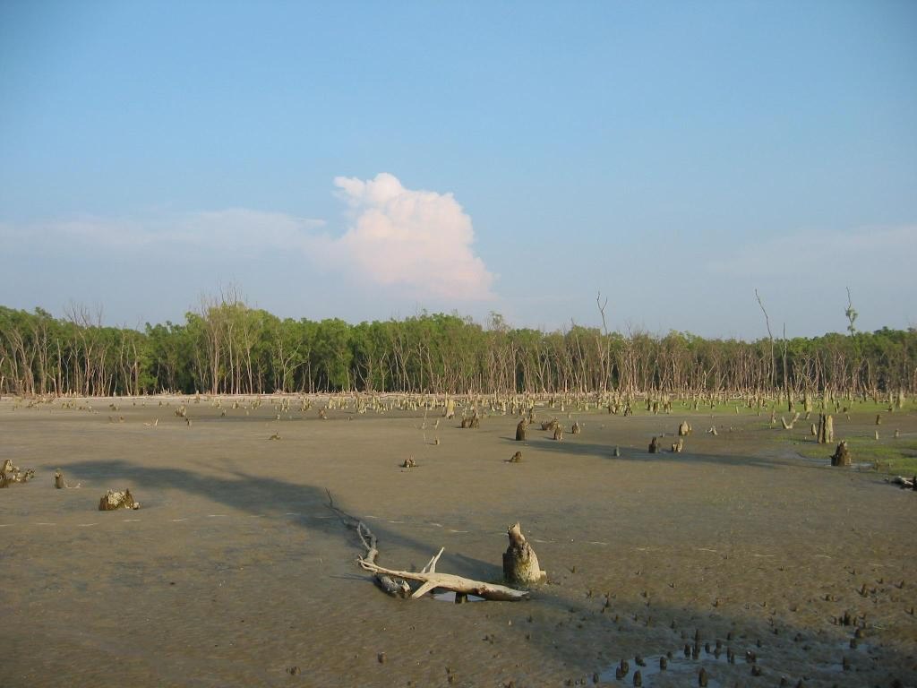 sundarban%2Bforest6.jpg