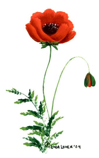 poppy-1.jpg