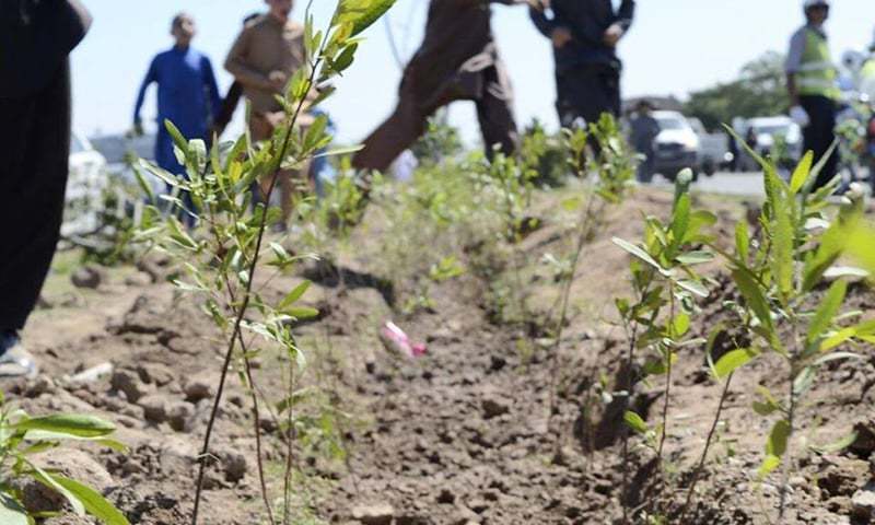 The United Nations Development Programme, Balochistan Forest Department and the Taraqee Foundation have announced launching a joint tree plantation campaign in three districts of Balochistan.