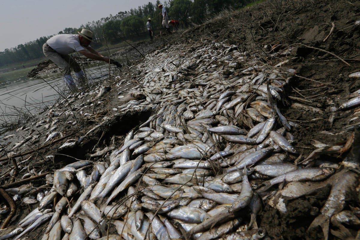 pollution-of-the-water-and-air-has-short-and-far-reaching-effects-the-pollution-is-so-bad-that-it-even-affects-the-animals-in-the-water-fish-an-important-source-of-food-for-many-are-also-at-risk.jpg