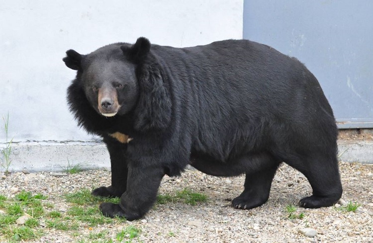 Asiatic-Black-Bear.jpg