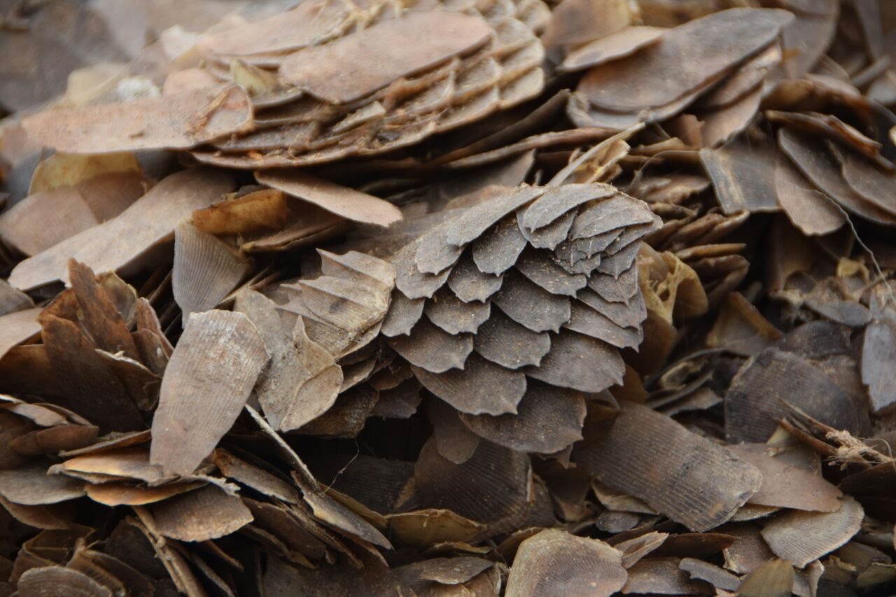 Pangolin scales seized in Cameroon. Image by Keith Cameron/USFWS via Wikicommons (CC BY 2.0)