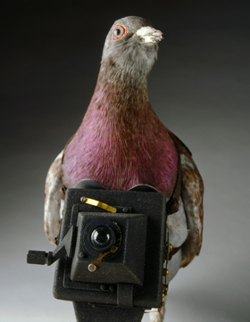 pigeon_international_spy_museum.jpg