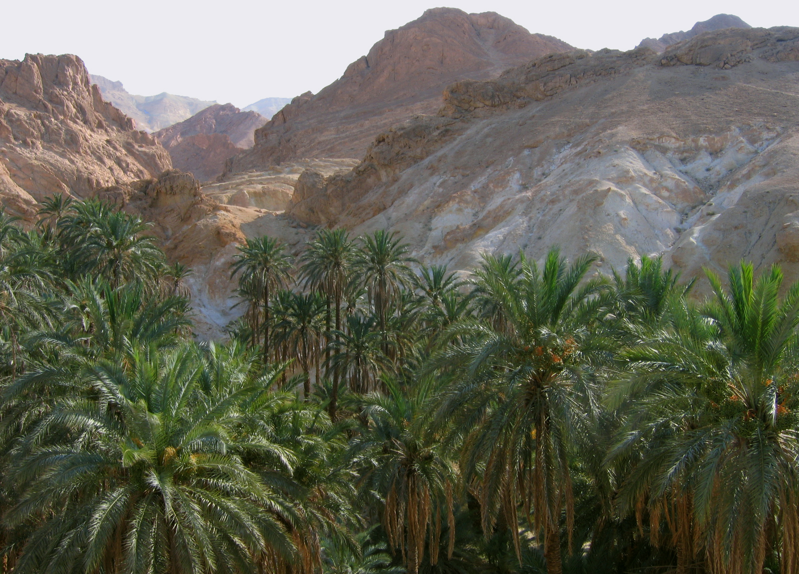 Chebicka_gorge_in_the_Atlas_Mountains.jpg