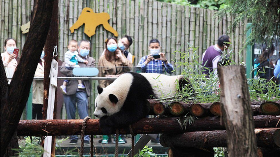 A Nanjing Zoo has suffered from losses due to the pandemic