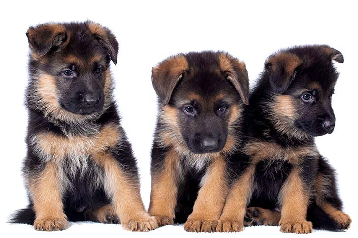 German-Shepherd-puppies.jpg