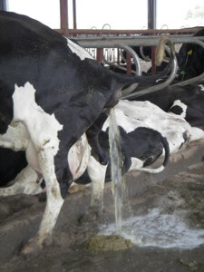 cow-urine1.jpg