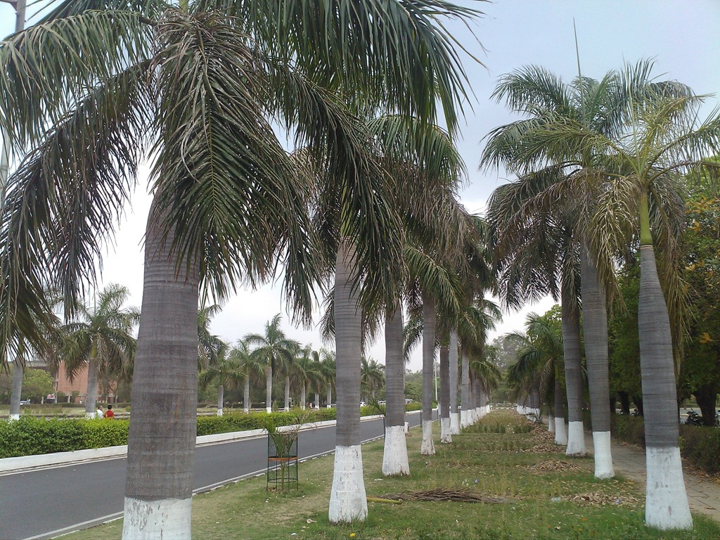 chandigarh+palm+tree+alley+2.jpg