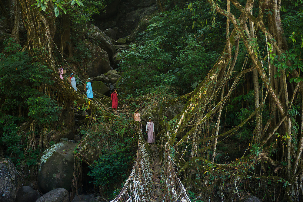 20141020-Living-root-bridge-Khasi-393.jpg