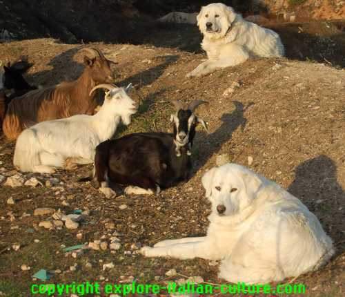 maremma-dogs-large.jpg