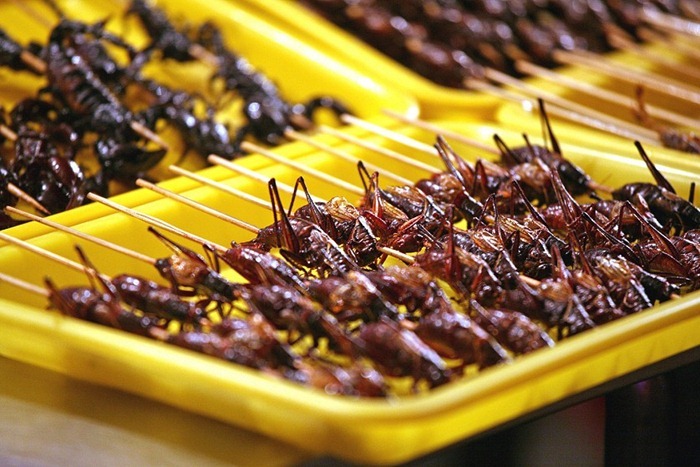 food-as-insects%20%282%29%5B2%5D.jpg