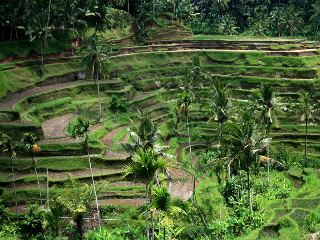 Bali-field-wallpaper-01-1024.jpg