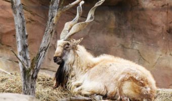 markhor-2-340x200.jpg