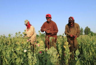 afghan men gather raw opium on a poppy field on the outskirts of jalalabad in this april 28 2015 file photo photo reuters