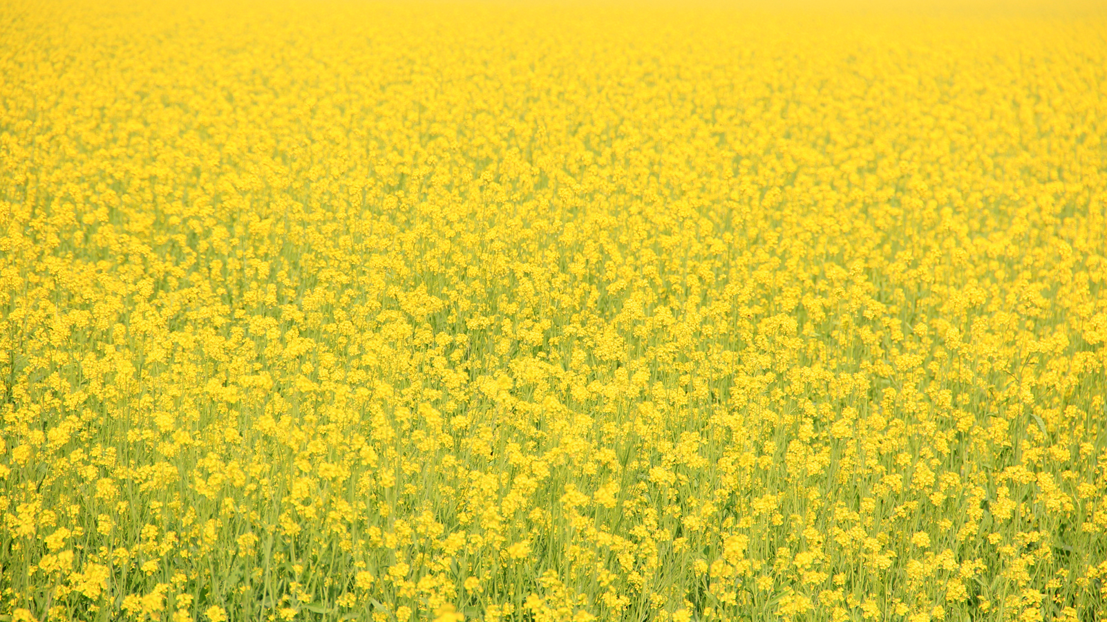 Mustard_Fields.jpg